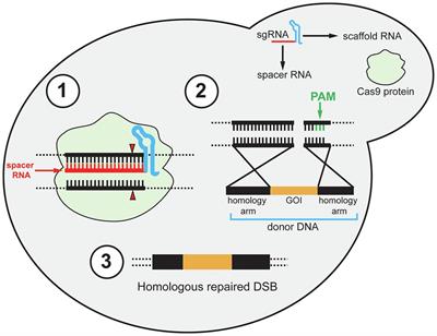 Frontiers Multiplex Genome Editing In Yeast By Crispr Cas A Potent